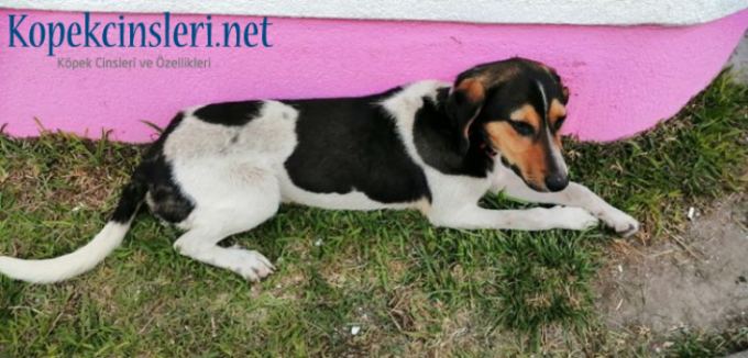 Chiens Francaises Özellikleri Ve Bakımı Chiens Francaises Özellikleri Ve Bakımı