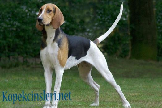 Chiens Francaises Özellikleri Ve Bakımı Chiens Francaises Özellikleri Ve Bakımı