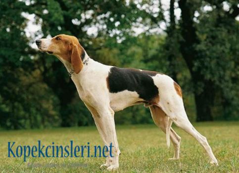 Chiens Francaises Özellikleri Ve Bakımı Chiens Francaises Özellikleri Ve Bakımı