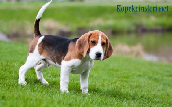 İngiliz Tilki Tazısı Özellikleri ve Bakımı 