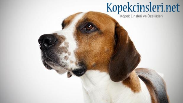 İngiliz Tilki Tazısı Özellikleri ve Bakımı 