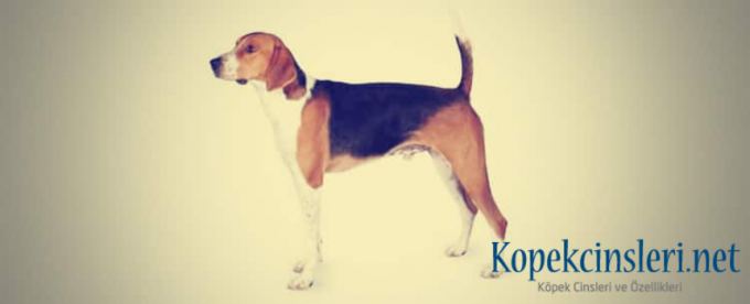 İngiliz Tilki Tazısı Özellikleri ve Bakımı 