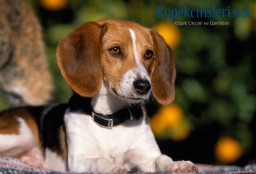 İngiliz Tilki Tazısı Özellikleri ve Bakımı 