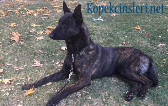 Hollanda Çoban Köpeği Özellikleri ve Bakımı 