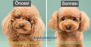 En İyi Anadolu Yakası Köpek Kuaförleri 