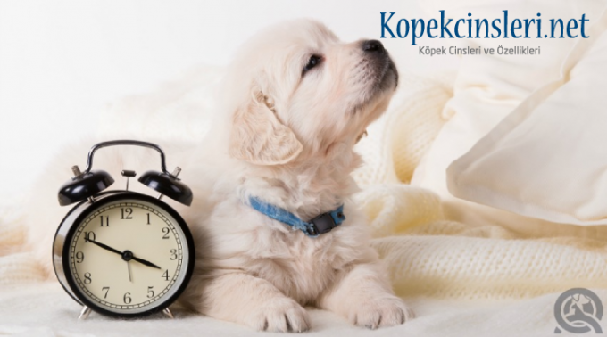 Köpeklerde İtaat Eğitimi | ✓ 6 Temel Komuta Uyma Eğitimi 