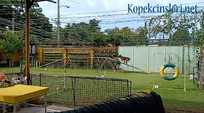 Köpeklerde İtaat Eğitimi | ✓ 6 Temel Komuta Uyma Eğitimi 