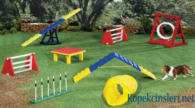 Köpeklerde İtaat Eğitimi | ✓ 6 Temel Komuta Uyma Eğitimi 