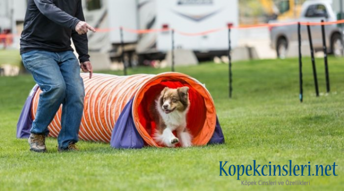 Köpeklerde İtaat Eğitimi | ✓ 6 Temel Komuta Uyma Eğitimi 