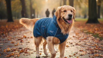 Lindo Dogs Aksesuarlarıyla Köpek Sorunlarına Pratik Çözümler 