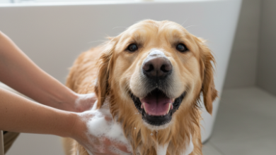 Menforsan Köpek Bakım Ürünleri: Doğru Ürünü Seçme Rehberi 