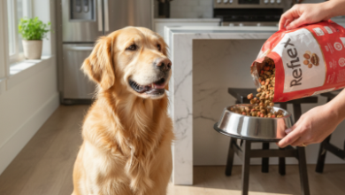 Reflex Yetişkin Köpek Maması Nasıl Kullanılır? Adım Adım Rehber 