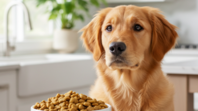 Hills Science Plan: Köpekler İçin En İyi 10 Mama - Uzman Seçimleri 