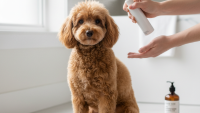 Kaniş Sahipleri İçin En İyi Hijyen Ürünleri: Satın Alma Rehberi 