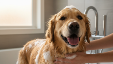 Menforsan Köpek Bakım Ürünleri İncelemesi: Karşılaştırma ve Yorumlar 