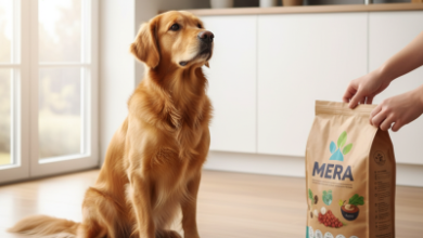 Mera Mama Nasıl Kullanılır? Köpekler İçin Adım Adım Rehber 