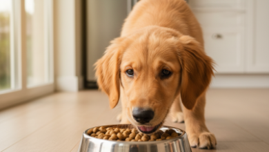 Pro Plan Yavru Köpek Maması: Satın Alma Rehberi ve İpuçları 
