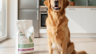 Brit Veterinary Köpek Maması ile Kilo Problemi İçin Etkili Çözümler 