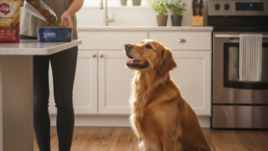 Pedigree Mama Nasıl Kullanılır? Köpekler İçin Adım Adım Rehberi 