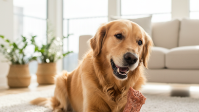 Rinti Mama ile Köpeklerde Diş ve Ağız Sorunlarına Etkili Çözümler Rinti Mama ile Köpeklerde Diş ve Ağız Sorunlarına Etkili Çözümler