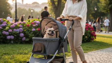 Zampa Köpek Aksesuarları Satın Alma Rehberi — En İyi Seçimler 
