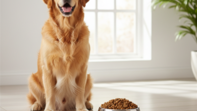 Reflex İçin En İyi 5 Köpek Maması: Sağlıklı ve Lezzetli Seçimler 